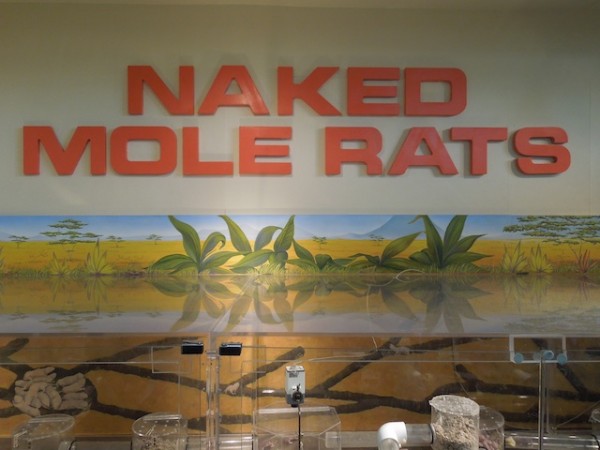Naked Mole Rats