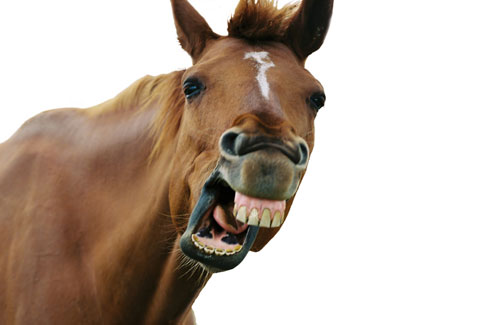 Horse's Mouth