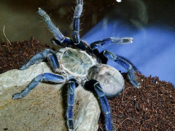 housing-the-cobalt-blue-tarantula