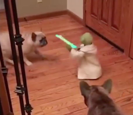 Yoda Bulldogs