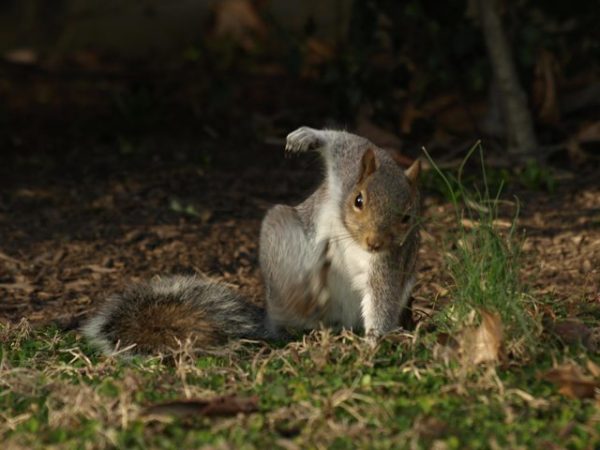 Badass Squirrel