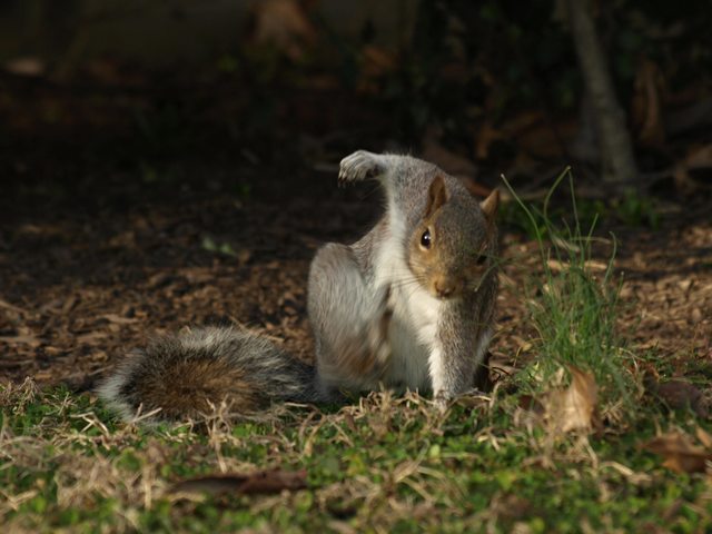 Badass Squirrel