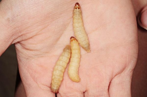 wax worms