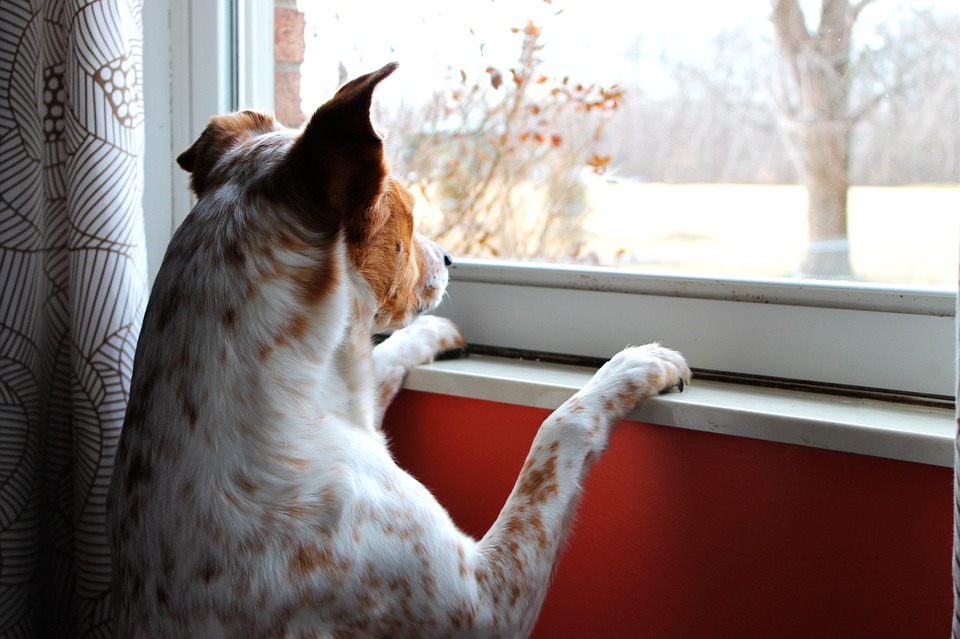dog waiting - pixabay