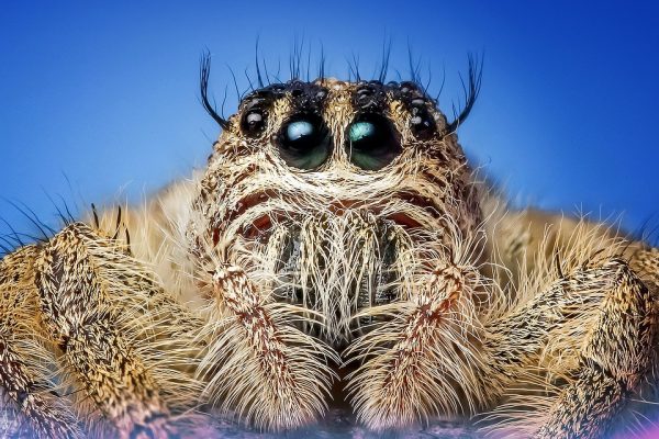 jumping spider - pixabay