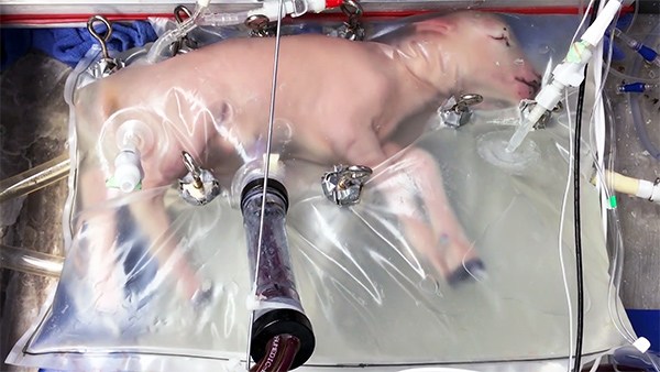 Lamb Artificial Womb