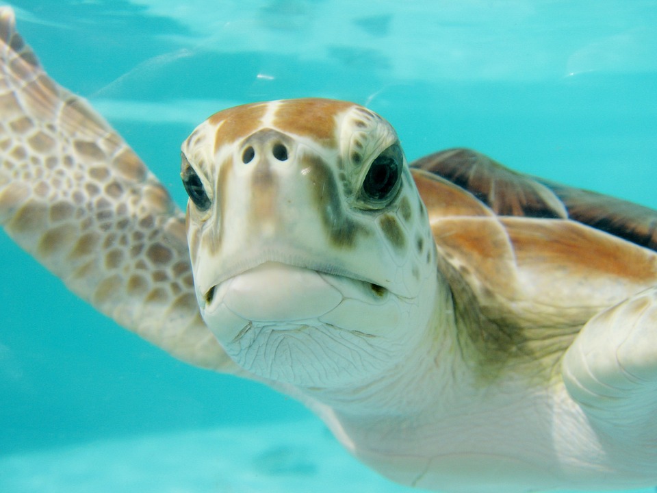 sea turtle - pixabay