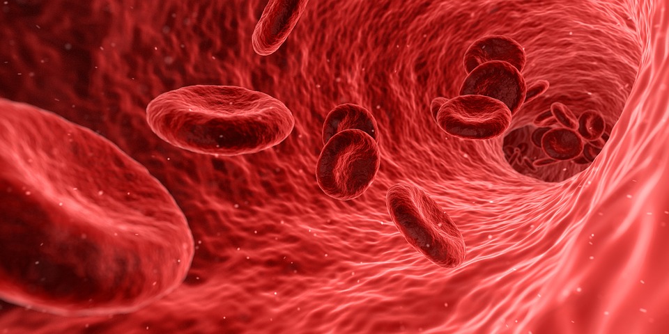 blood cells - pixabay