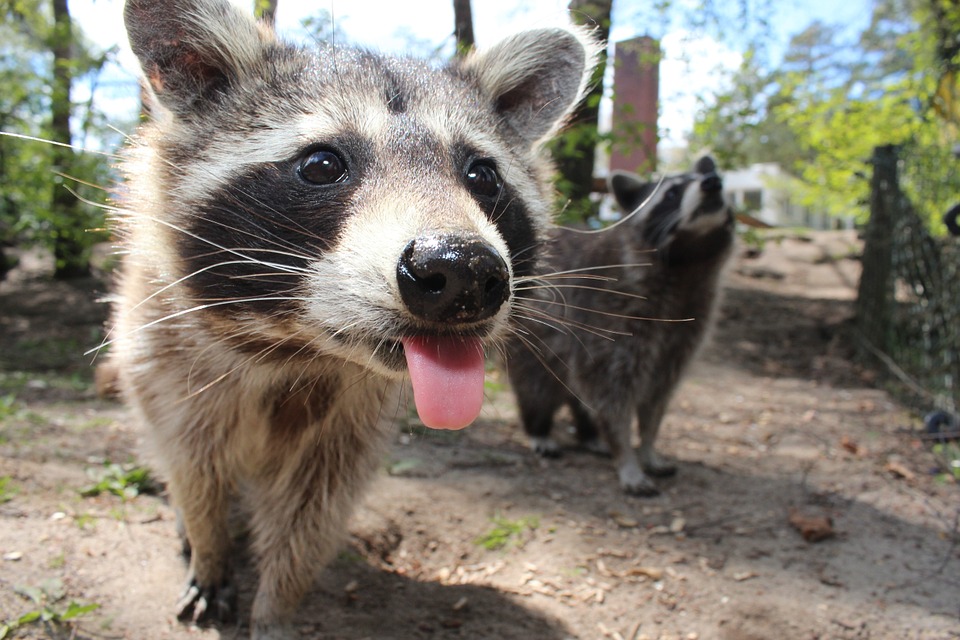 zombie raccoons - pixabay