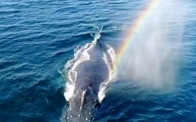 Whale Sneezes Rainbow