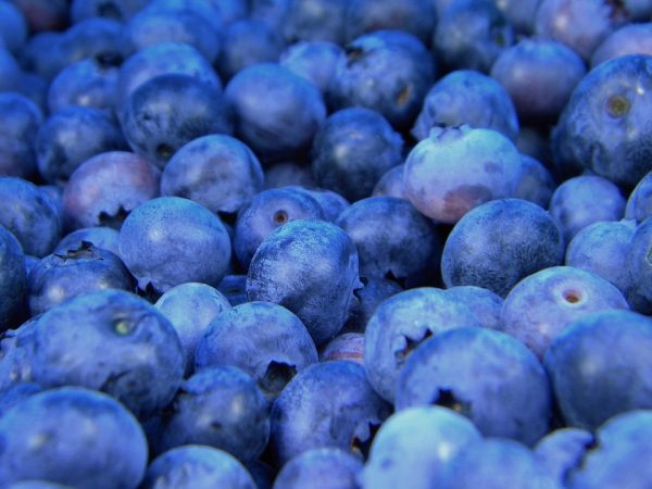 Blueberries - pixabay