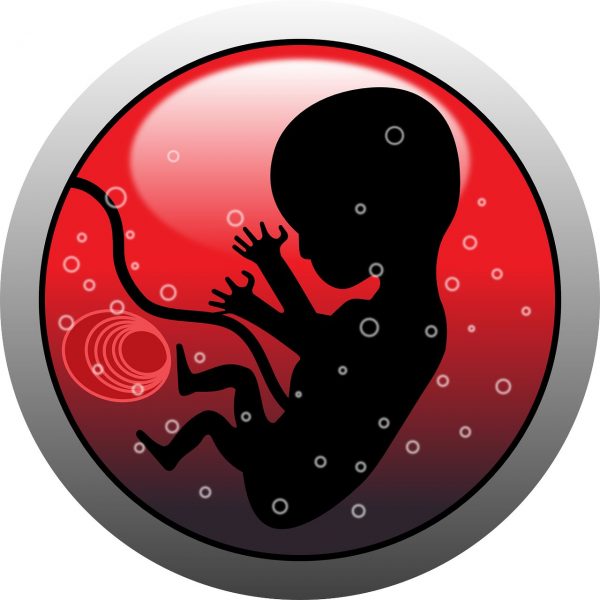 embryo - pixabay