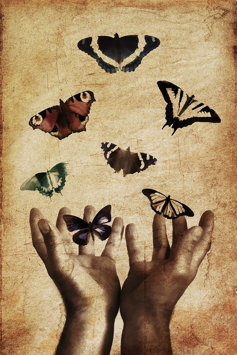 butterflies - pixabay