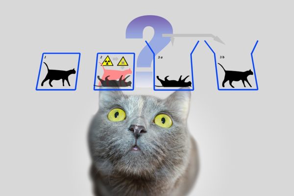 Schrödinger's Cat - Pixabay