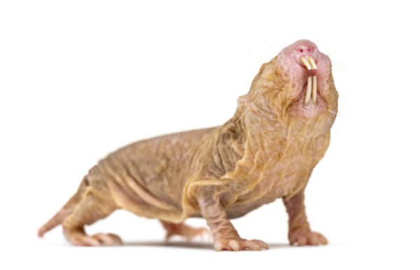 naked mole rat - deposit photos