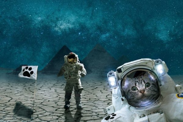 space cat - pixabay