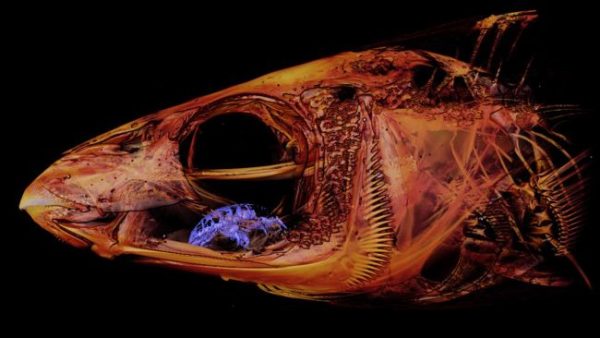 tongue-eating louse