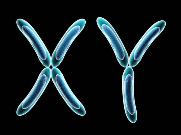 X and Y chromosome - Deposit Photos