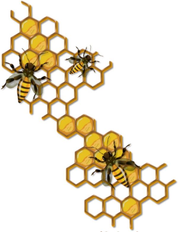 Three bees tending to a honeycomb section.