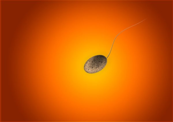 sperm - pixabay