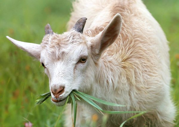 grazing goat - pixabay