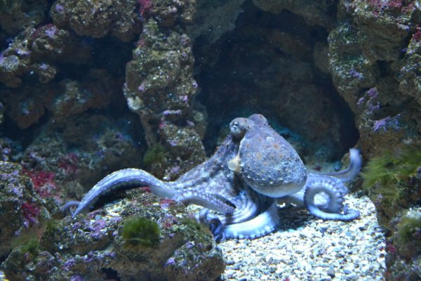 octopus - pixabay