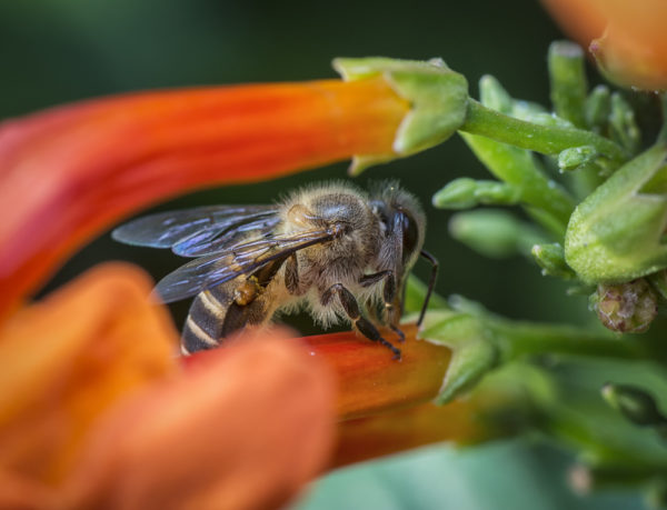 Cape Honeybee - Deposit Photos