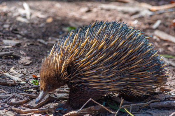 Echidna