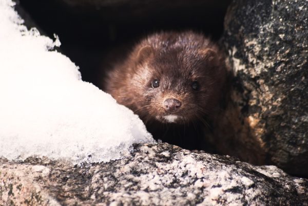 Mink - Pixabay