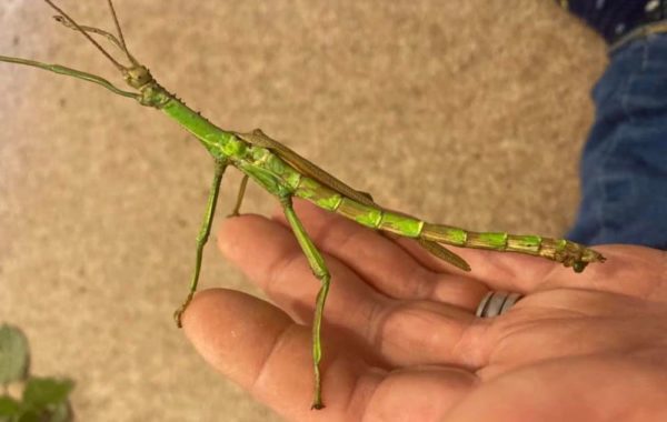 Charlie the Intersex Stick Insect - Facebook