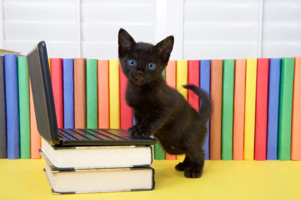 black cat computer superstitions - deposit photos