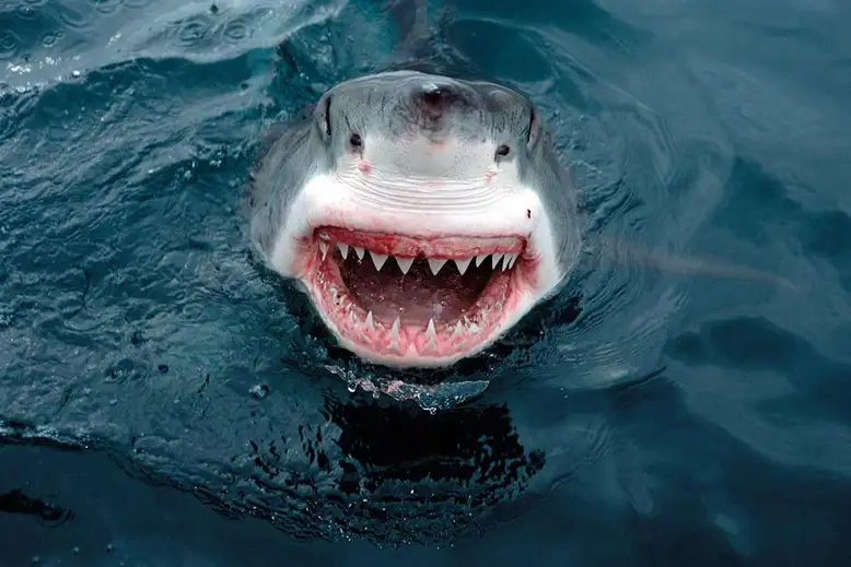 Great White Shark with his nose poked out of the water, grinning.